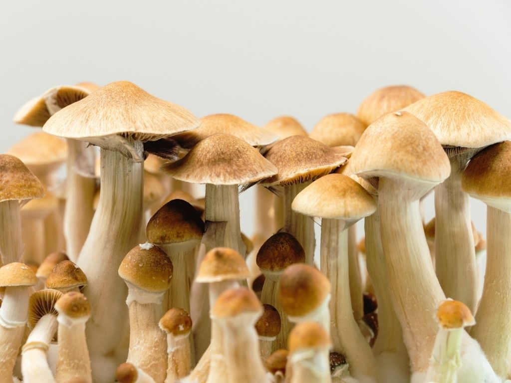 psilocybine stupéfiant