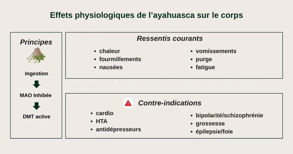 Infographie des effets physiologiques et contre-indications de l’ayahuasca
