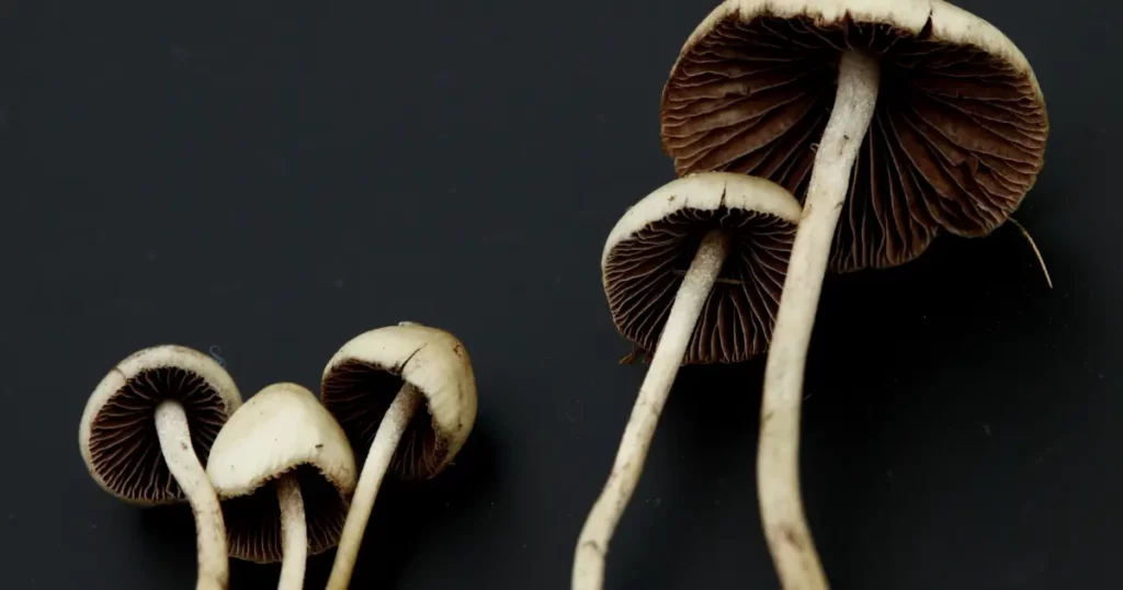 Macro du chapeau conique d’un Psilocybe semilanceata en France (photo d’illustration, identification à confirmer par sources fiables)