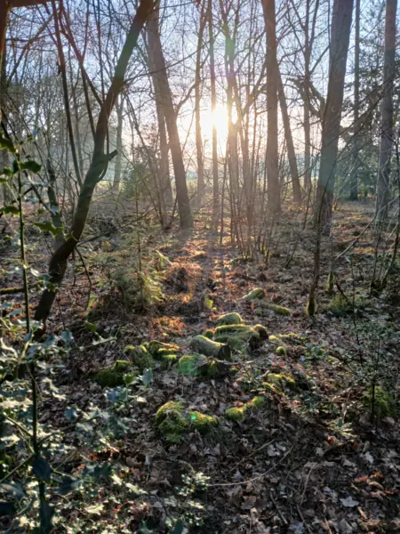 Forêt environnante de l'Institut Renaissance où les participants intègrent leur expérience au contact de la nature