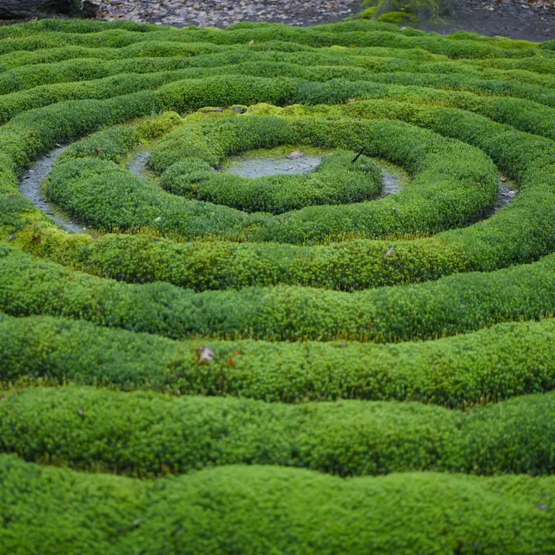 Symbole de croissance et renouveau pendant l'intégration psychédélique