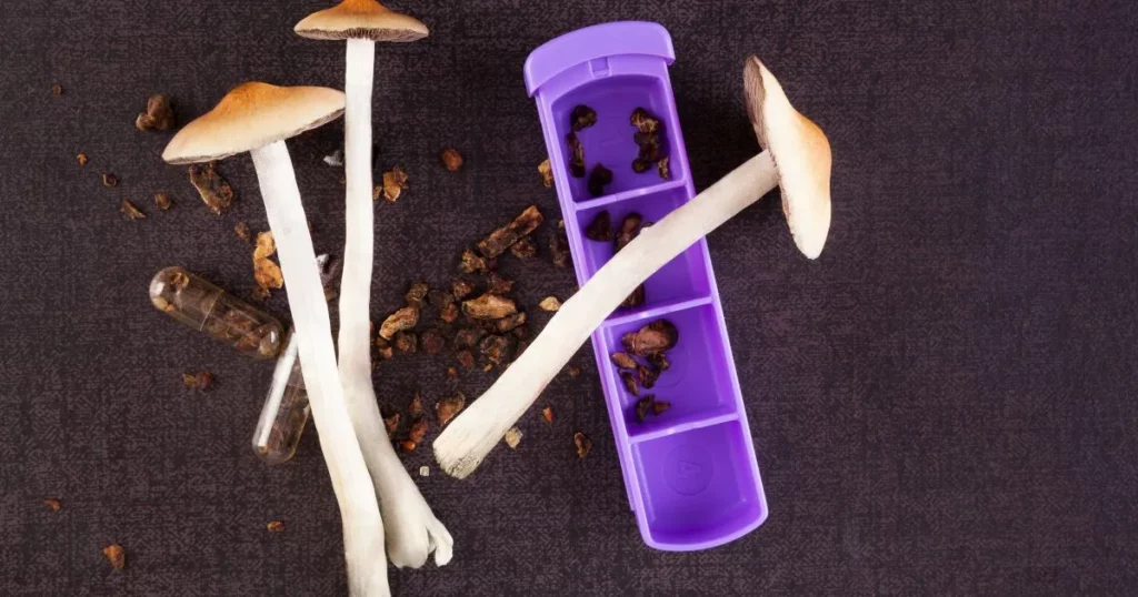 ruffes séchées, gélules microdosées et outils de dosage : les différentes formes dans lesquelles la psilocybine peut être préparée selon les protocoles