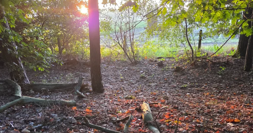 Environnement naturel et apaisant participant à la préparation d’une expérience psychédélique